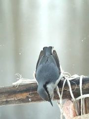 Sitta europaea asiatica