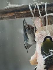 Sitta europaea asiatica