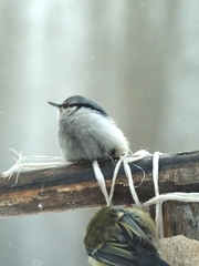 Sitta europaea asiatica
