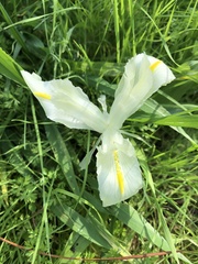 Iris palaestina