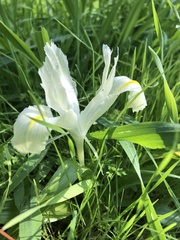 Iris palaestina