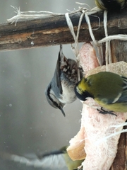 Sitta europaea asiatica