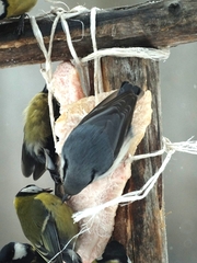 Sitta europaea asiatica