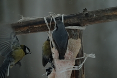 Sitta europaea asiatica