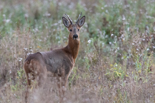 Eastern Roe Deer
