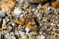 Odontiini