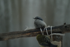 Sitta europaea asiatica