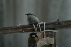 Sitta europaea asiatica