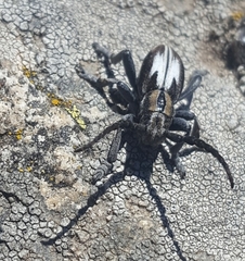 Dorcadion perezi perezi