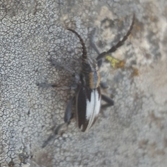 Dorcadion perezi perezi