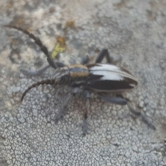 Dorcadion perezi perezi