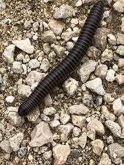 Acanthoiulus cassinensis