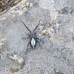 Dorcadion perezi perezi