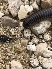 Acanthoiulus cassinensis