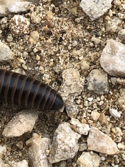 Acanthoiulus cassinensis