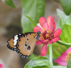 Danaus chrysippus