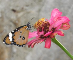 Danaus chrysippus
