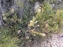 Sprengelia propinqua