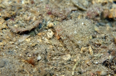 Thorogobius macrolepis