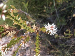Sprengelia propinqua