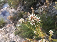 Sprengelia propinqua