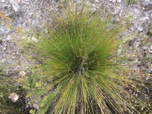 common rapier-sedge (Lepidosperma filiforme)