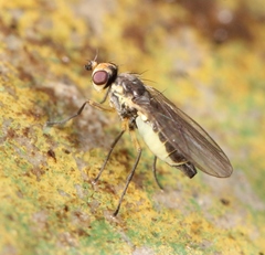 Cerodontha denticornis