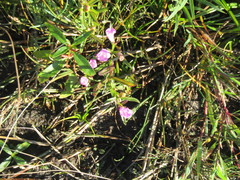 Agalinis neoscotica