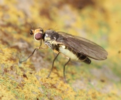 Cerodontha denticornis