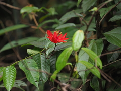 Passiflora tecta