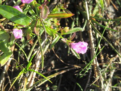 Agalinis neoscotica