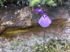 Utricularia dichotoma