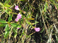 Agalinis neoscotica