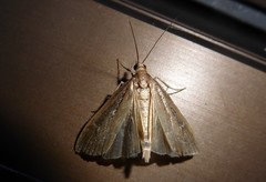Eudonia octophora