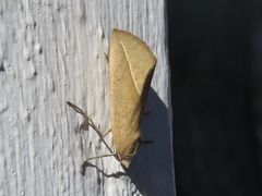 Compsoptera opacaria