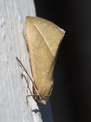 Compsoptera opacaria