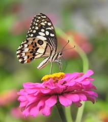 Papilio demoleus