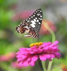 Papilio demoleus