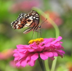 Papilio demoleus