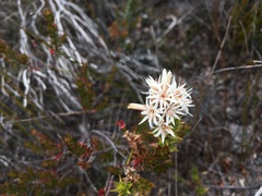 Sprengelia propinqua