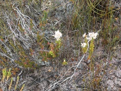 Sprengelia propinqua