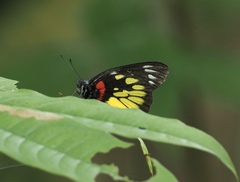 Delias henningia