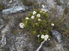 Leptospermum nitidum