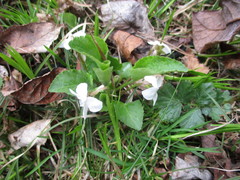 Viola alexandrowiana