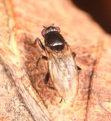 Limosina silvatica
