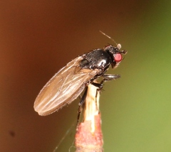 Limosina silvatica
