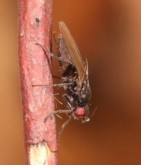 Limosina silvatica