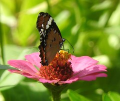 Danaus chrysippus