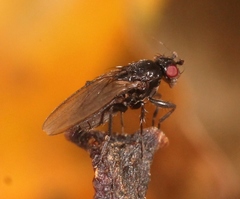 Limosina silvatica