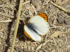 Colotis evagore